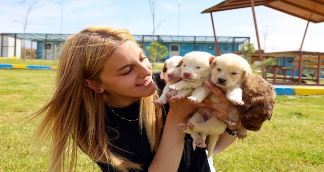 KAPEM’de hayvanseverler için “Yerel Hayvan Koruma Görevlisi Eğitimi” verilecek