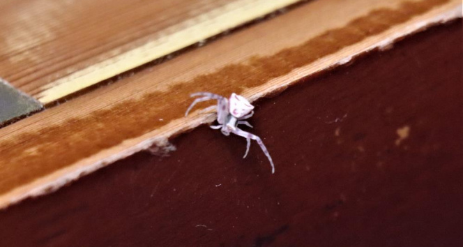 İnsan yüzlü örümcek Türkiye’de 7. kez ortaya çıktı