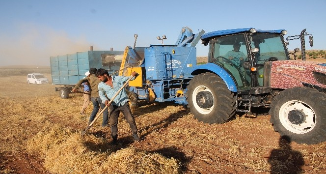 Mardin’de mercimek üreticilerinin yüzü bu yıl gülmedi