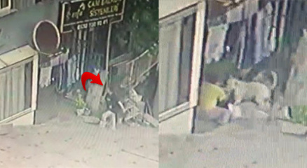 Başakşehirde 16 yaşındaki kıza pitbullar saldırdı