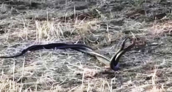 Şanlıurfa’da yılanların çiftleşme dansı kamerada