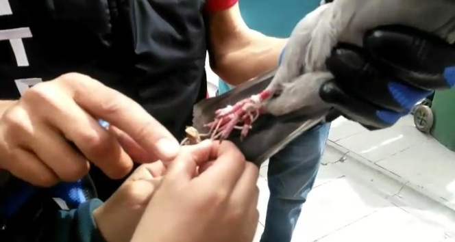 Ayağına ip dolanan güvercini itfaiye ekipleri kurtardı