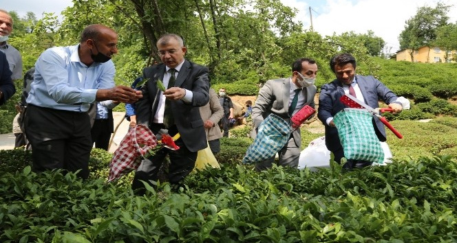 Artvin Valisi Doruk, çay bahçesine girdi çay topladı