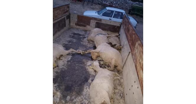 Yaylada doluya yakalanan sürüdeki 18 koyun telef etti