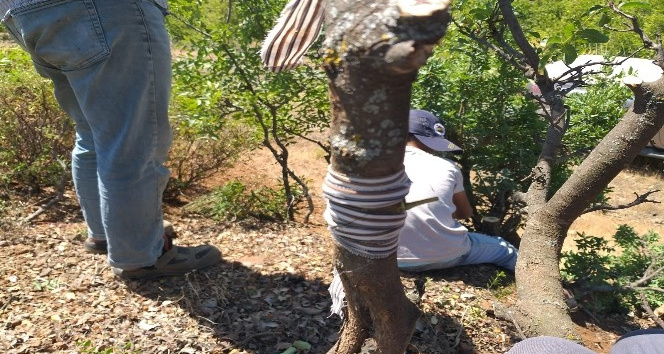 Menengiç ağaçları fıstığa aşılanıyor