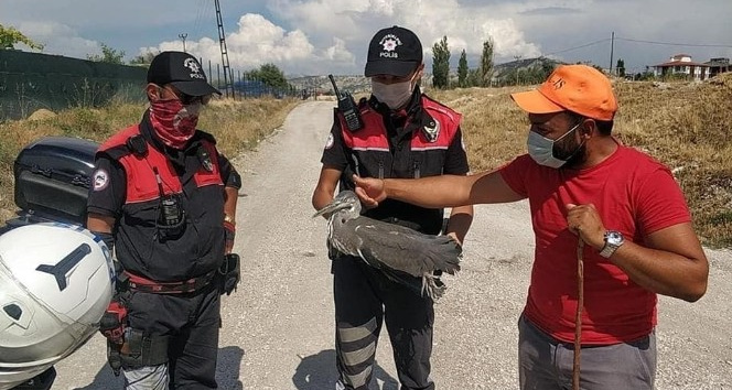 Yaralı gri balıkçıl kuşa polisten şefkat eli
