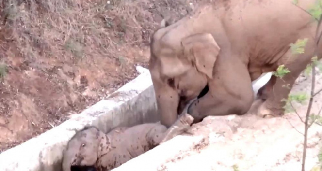 Çin&#039;de su kanalına düşen yavru fili başka bir fil kurtardı