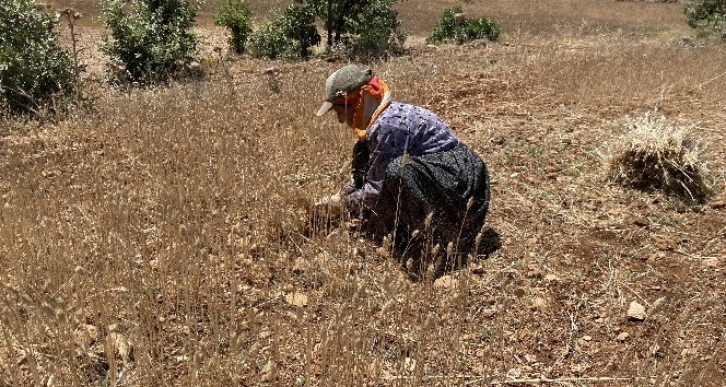 Ektikleri ürünlerden verim alamayınca elle toplamaya başladılar