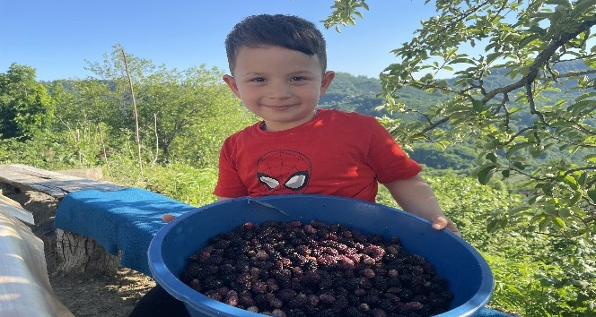 Ordu’da dut pekmezi zamanı