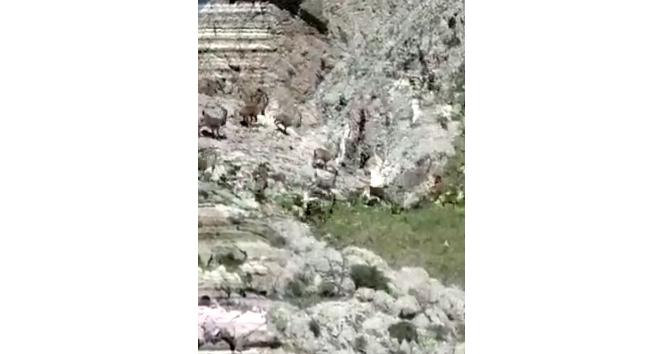 Tunceli’de çengel boynuzlu yaban keçi sürüsü görüntülendi