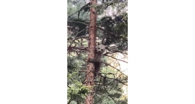 Artvin’de minik ayı yavrusunun ağaçtaki sinirli görüntüsü ve ağaçtan inişi cep telefonu kameralarına yansıdı