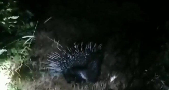 Bingöl’de nesli tükenme tehlikesinde olan “Oklu Kirpi” görüntülendi