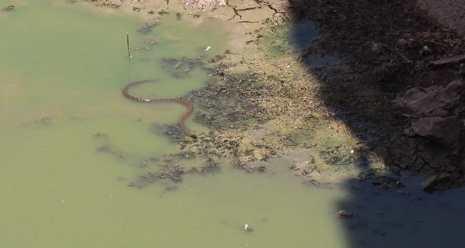 Sulama kanalında görülen dev yılanlar paniğe neden oldu