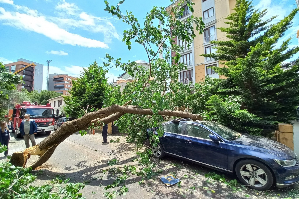 Ataşehir&#039;de çürüyen ağaç arabanın üstüne devrildi