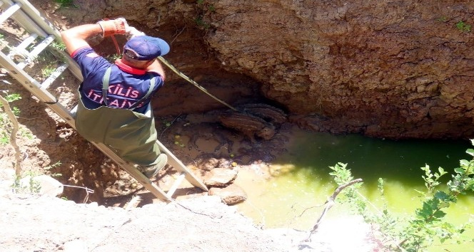 Domuz kurtarma operasyonu