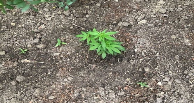 Ormanlık alana ekili 62 kök kenevir bitkisi ele geçirildi