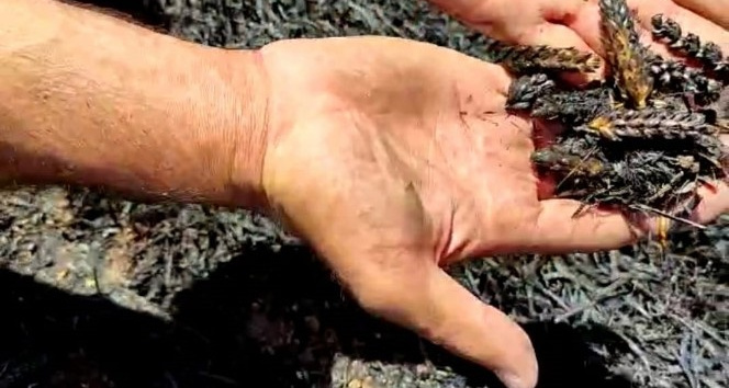 Mardin’de çıkan yangında 140 dönümlük buğday tarlası küle döndü