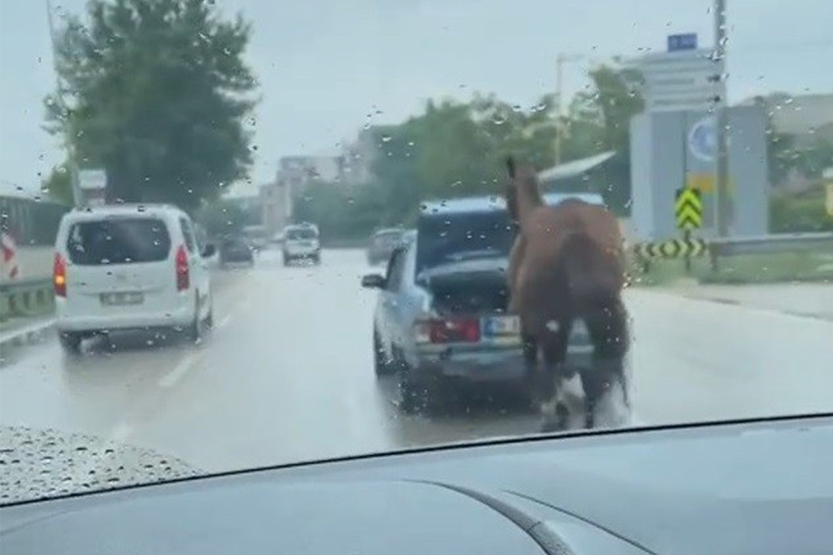Bursa&#039;da aracın arkasına at bağlayıp çevre yolunda koşturdu