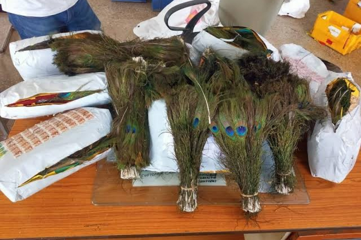 Hindistan’dan Hong Kong’a kaçırılmak istenen 8 kilo tavus kuşu tüyüne el konuldu