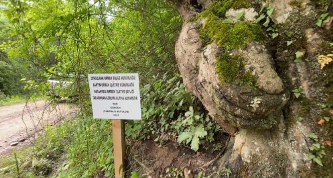 Üzerinde el figürü oluşan ağaç koruma altına alındı
