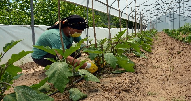 Ev hanımı serasından ilk hasadını alacağı günü bekliyor