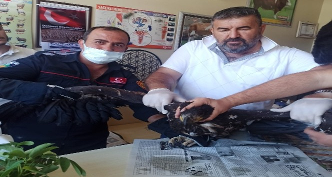 Yaralı kartala şefkat eli