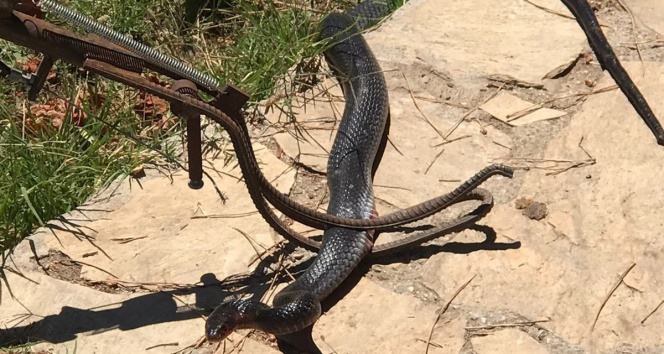 Marmariste eve giren yılan paniğe neden oldu