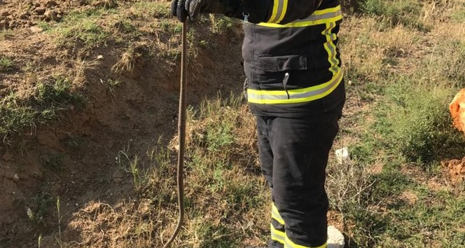 Kümeste yılan paniği