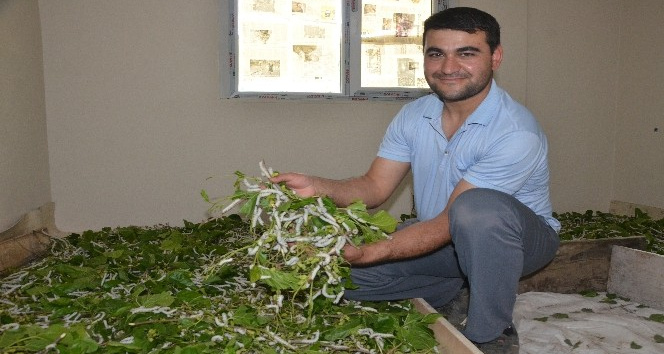 Merakla başladı, 40 bin ipekböceğine ulaştı