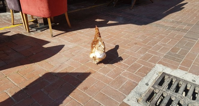 (Özel) Esnafın maskotu ‘tavuk’ sokağa pislemesin diye maskeyle bezleniyor