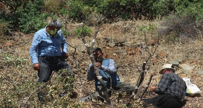 Kilis’te 6 bin menengiç ağacı Antep fıstığına aşılanıyor