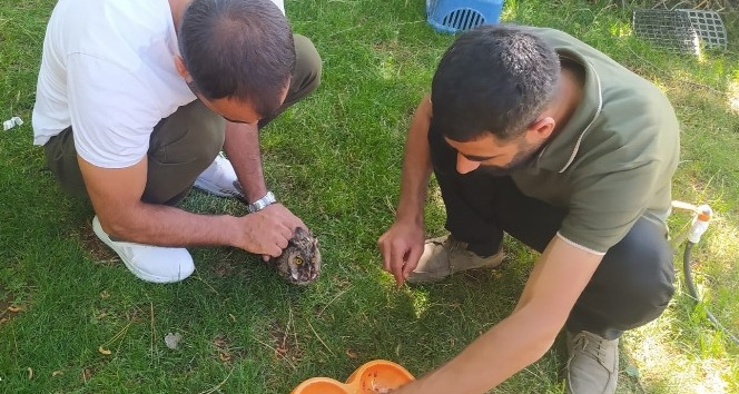 Kanadı kırık Kulaklı Orman Baykuş’u tedavi altına alındı