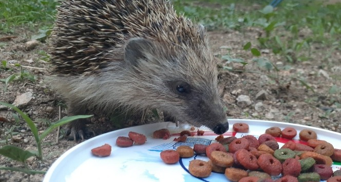 Kirpi ile kedilerin şaşırtan dostluğu