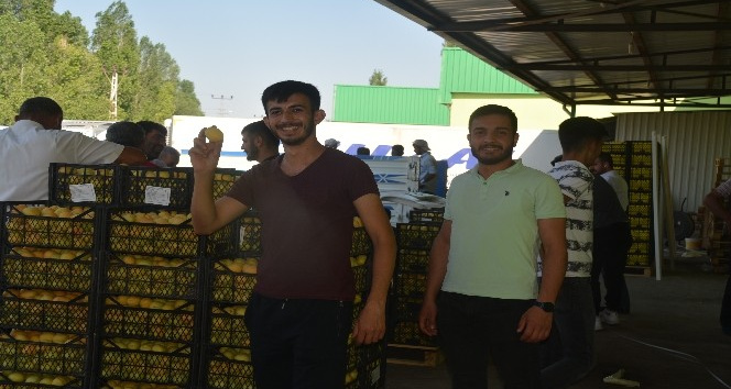 Iğdır’ın "sarı altın"ı yurt dışına ihraç ediliyor