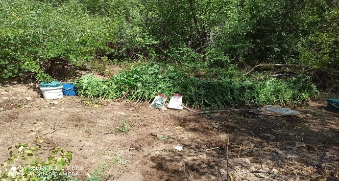 Tunceli’de bir arazide hint keneviri ve esrar ele geçirildi