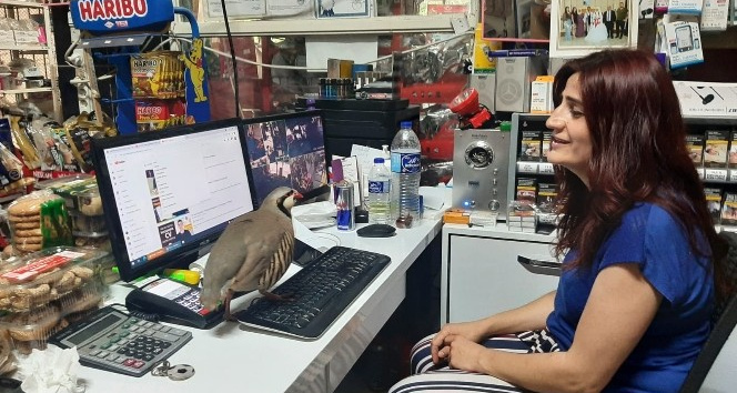 Kekliğin sahibine olan aşkı görenleri şaşırtıyor