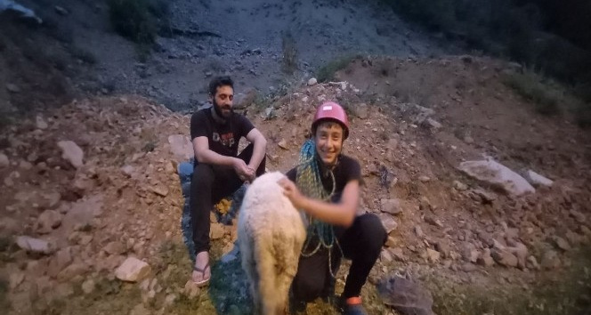 Dedesinin kayalıklarda mahsur kalan koyununu dağcı torunu kurtardı