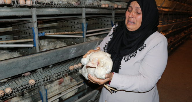 Kahramanmaraşta 10 bin tavuk telef oldu, sahibi ağıt yaktı