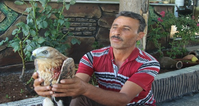 Yaralı Kızıl Şahin tedavi altına alındı