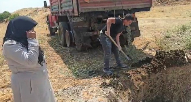 Kahramanmaraş’ta telef olan binlerce tavuk çukura gömüldü