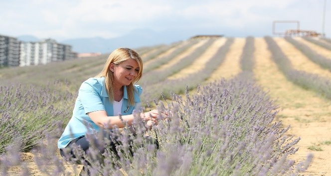 Lavanta bahçesi ziyarete açıldı