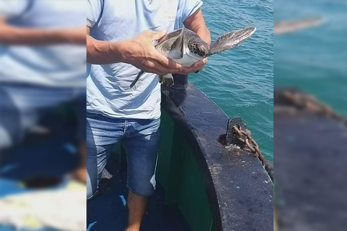 Yavru kaplumbağayı deniz temizlik ekipleri kurtardı