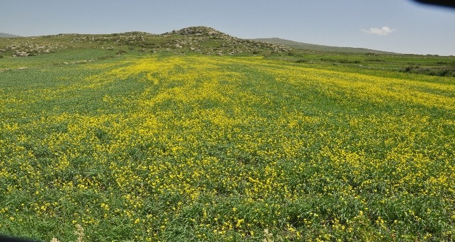 Kars’ta tarlalarda açan ’sarı çiçekler’ görsel şölen sundu