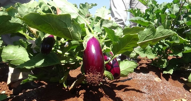 Kilis’te patlıcan hasadı başladı