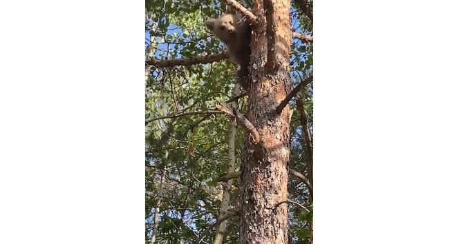 Yavru ayı orman işletme ekiplerini görünce korkudan ağaca böyle tırmandı