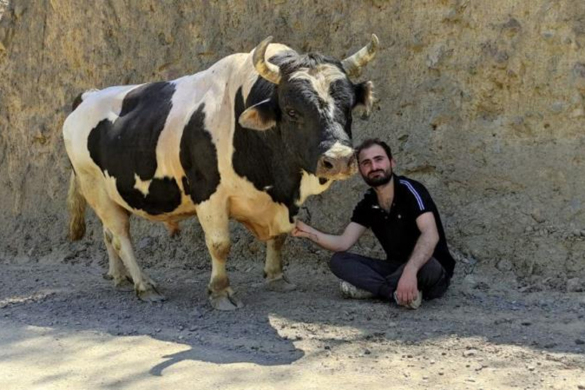 Boğası ve koyunu ile kurduğu iletişim dikkat çekiyor