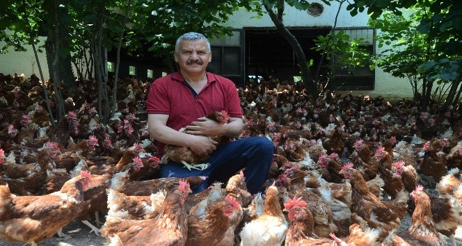 Ek gelir getirsin diye başladı, aylık yaklaşık 30 bin organik yumurta üretiyor