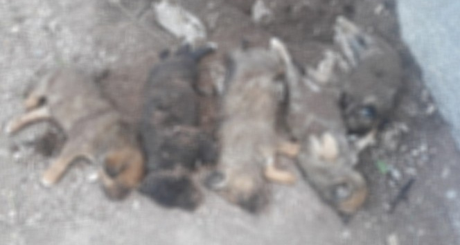 Çankırı’da mezarlık içerisinde ölü yavru köpek iddiası