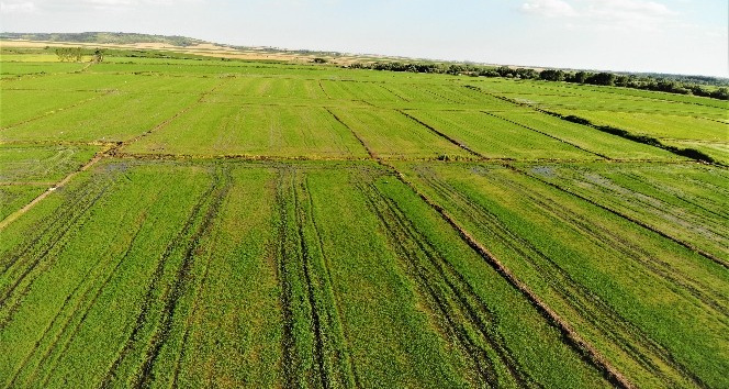 Edirne’de yağışlar çiftçinin yüzünü güldürdü