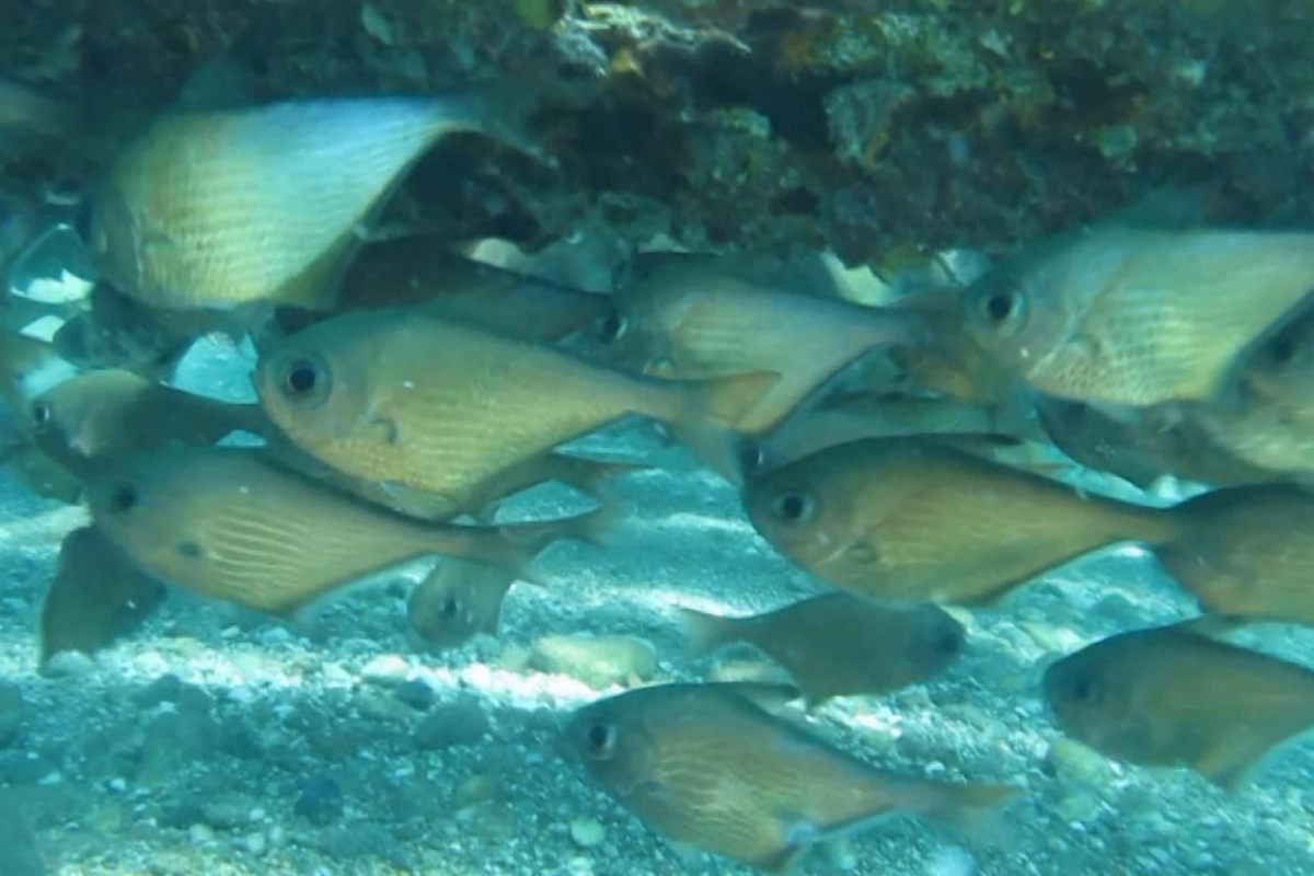 Dünyaca ünlü sahilde Kızıldeniz'den gelen üçgen balıklarının görsel şöleni